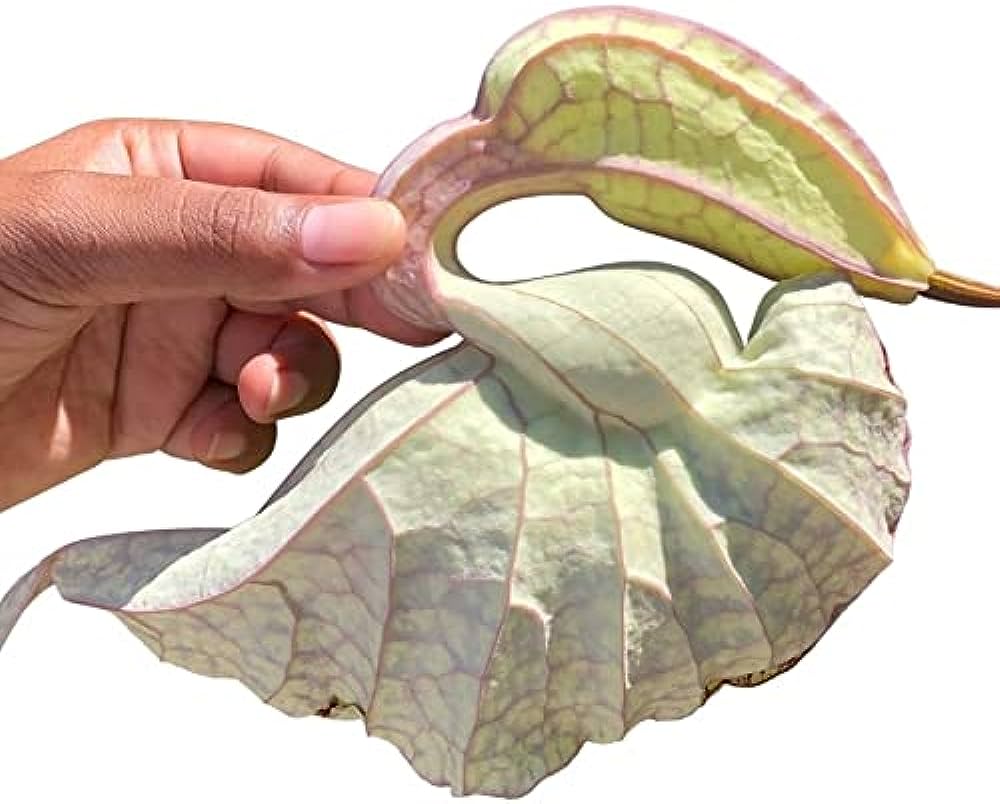 Duck Flower Detox: A Powerful Way to Cleanse Your Body