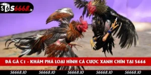 Đá Gà C1 - Khám Phá Loại Hình Cá Cược Xanh Chín Tại S666