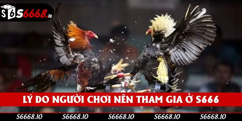 Các yếu tố thu hút khách hàng tham gia xem đá gà Các yếu tố thu hút khách hàng tham gia xem đá gà