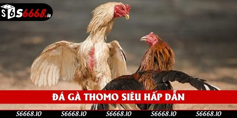 Sức hấp dẫn của đá gà Thomo Sức hấp dẫn của đá gà Thomo